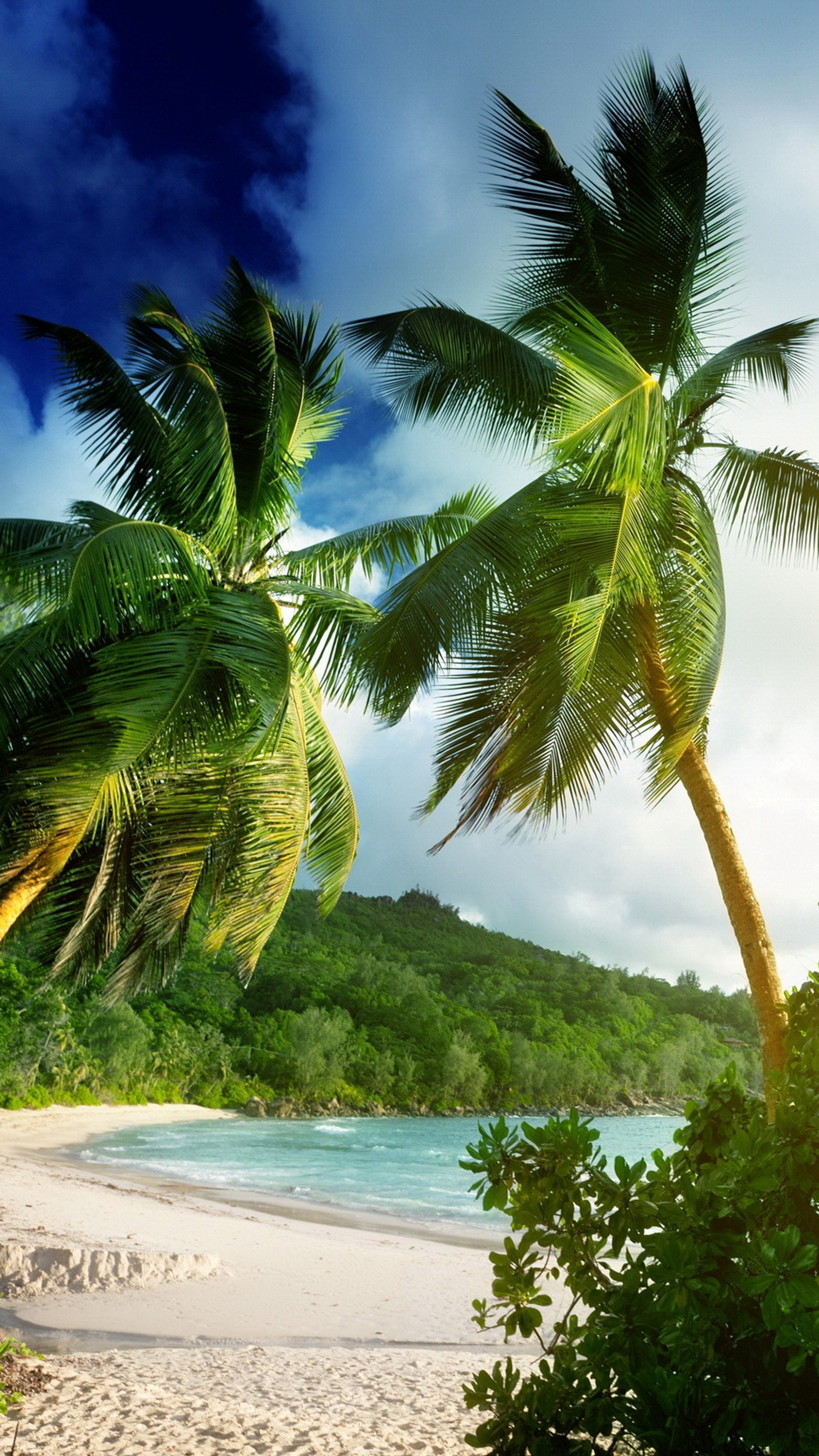 Il y a deux palmiers sur la plage près de l'eau (plage, palmiers, sable, mer, seychelles)