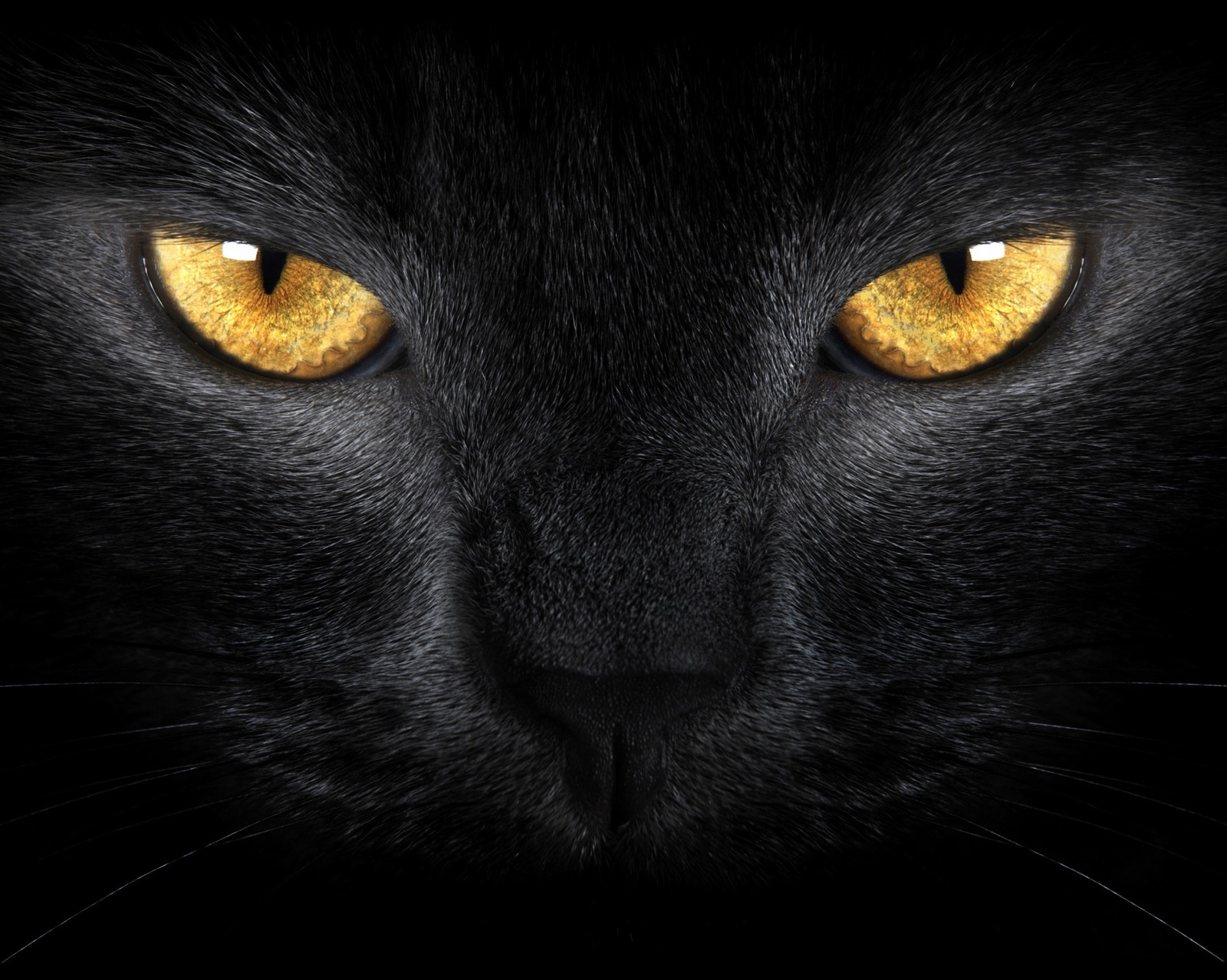 A close up of a black cat with yellow eyes (animals, cat, eyes, pet)