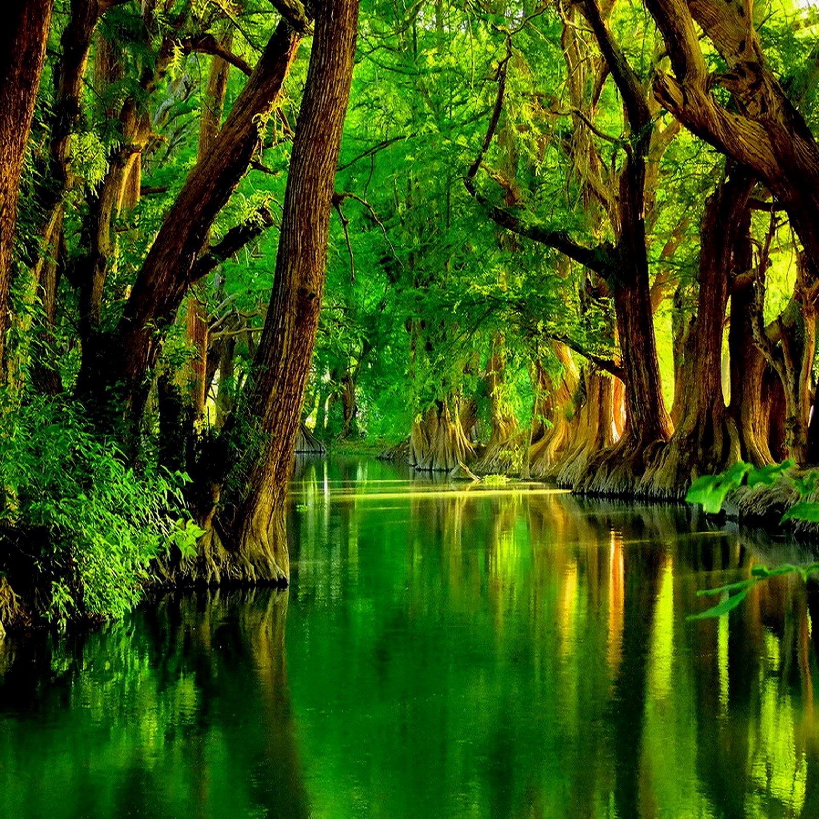 A view of a river surrounded by trees and green foliage (forest trees water, green river)