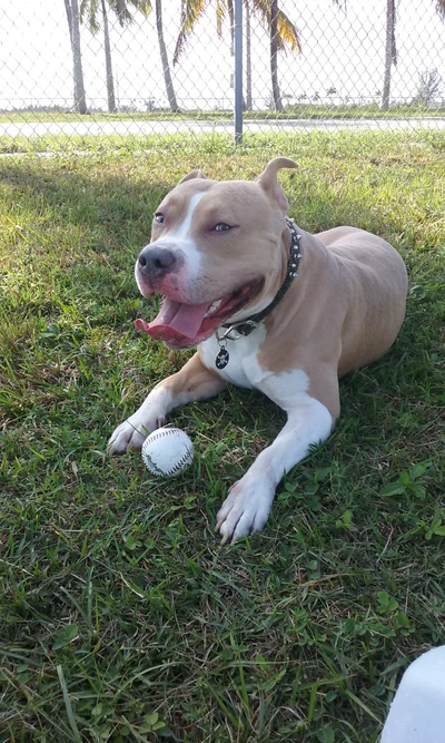 Pitbull joueur se relaxant sur l'herbe avec une balle de baseball