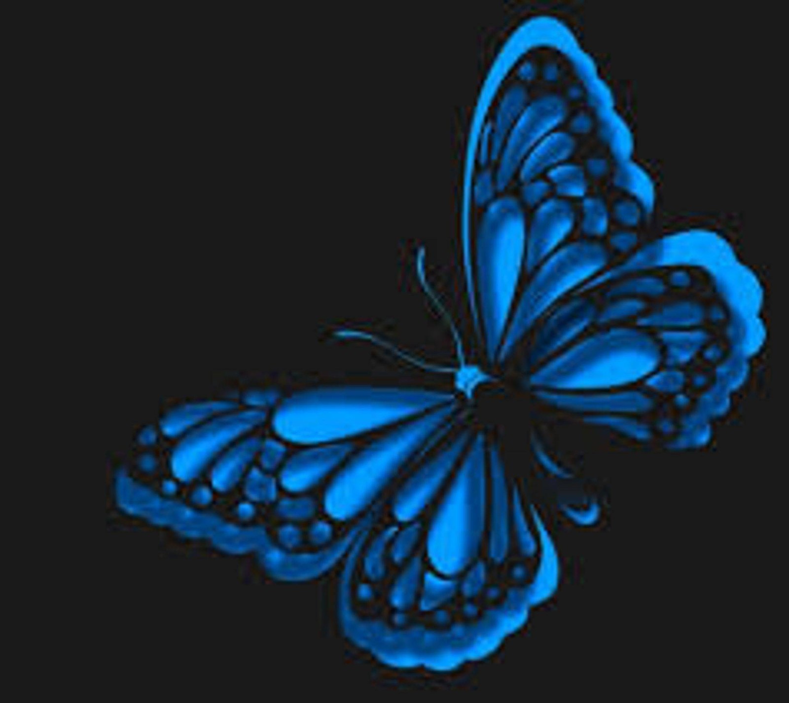 A close up of a blue butterfly on a black background (butterfly, blue, moths and butterflies, insect, pollinator)