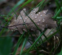 Gotas de lluvia en una hoja en medio de la exuberante vegetación