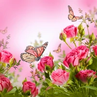 beautiful, butterflies, pink roses, romantic wallpaper