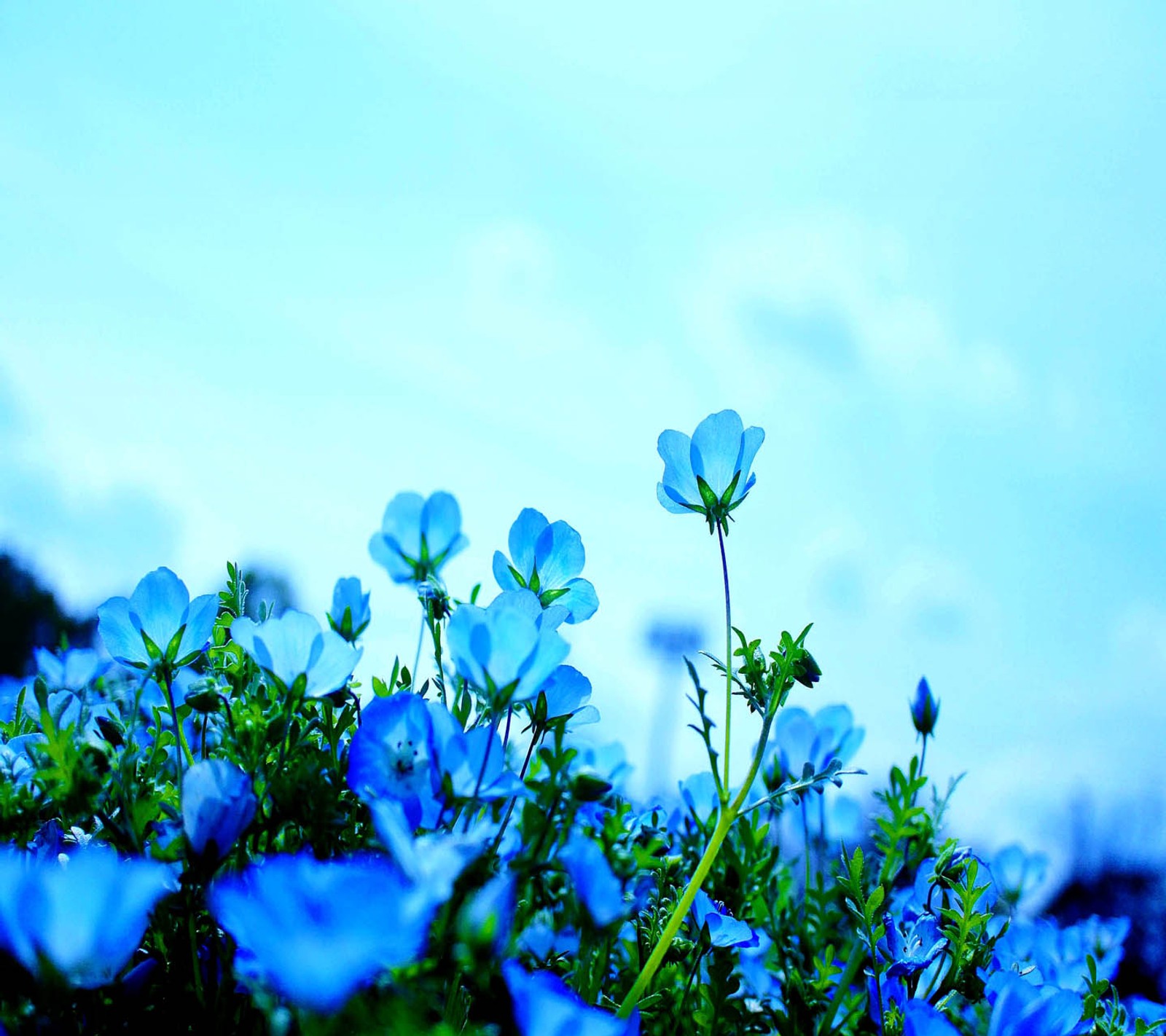 Il y a beaucoup de fleurs bleues qui poussent dans l'herbe (bleu, fleurs)