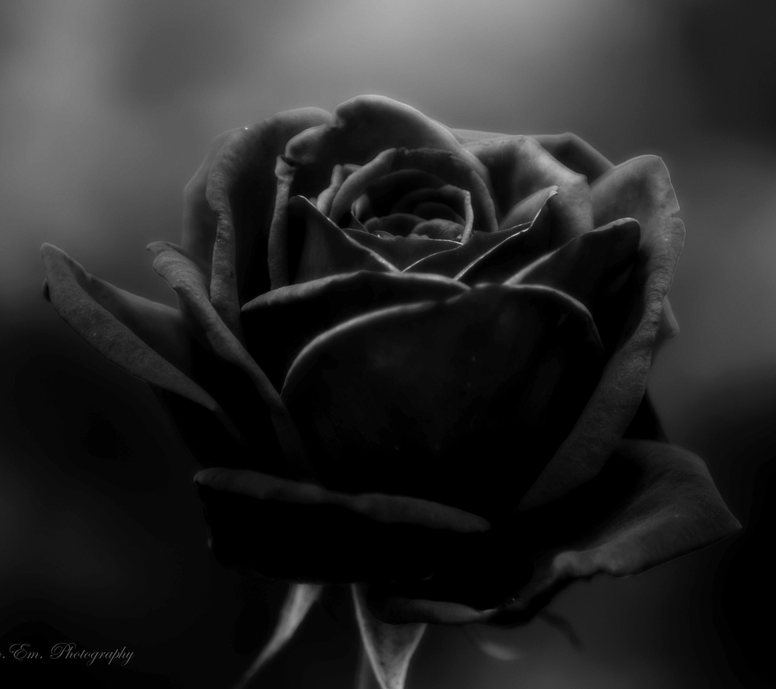 Una foto en blanco y negro de una rosa en la oscuridad (negro, flor, rosa)