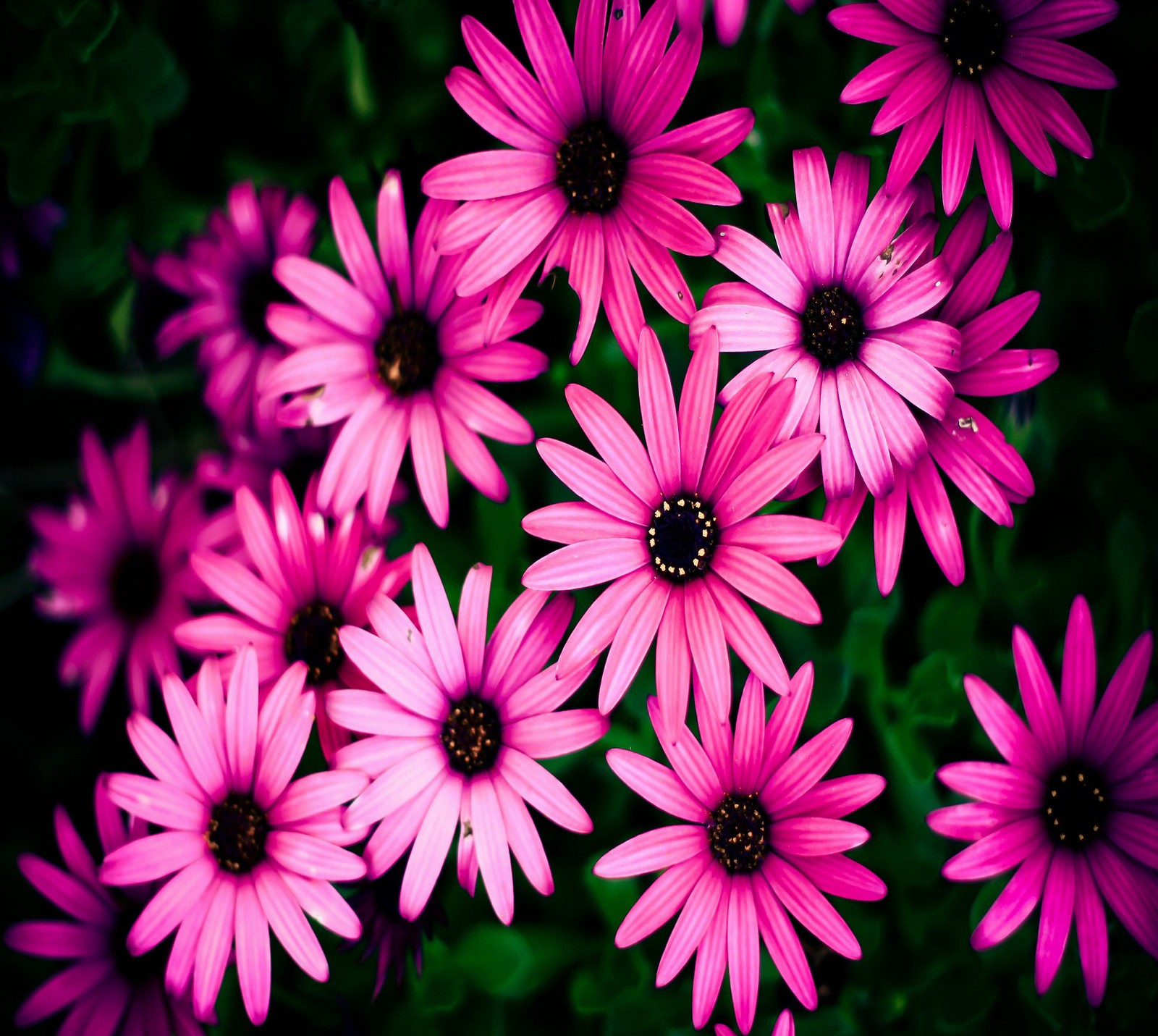 Lila blumen blühen in einem garten mit dunkelgrünen blättern (abej, beograd, blumen)