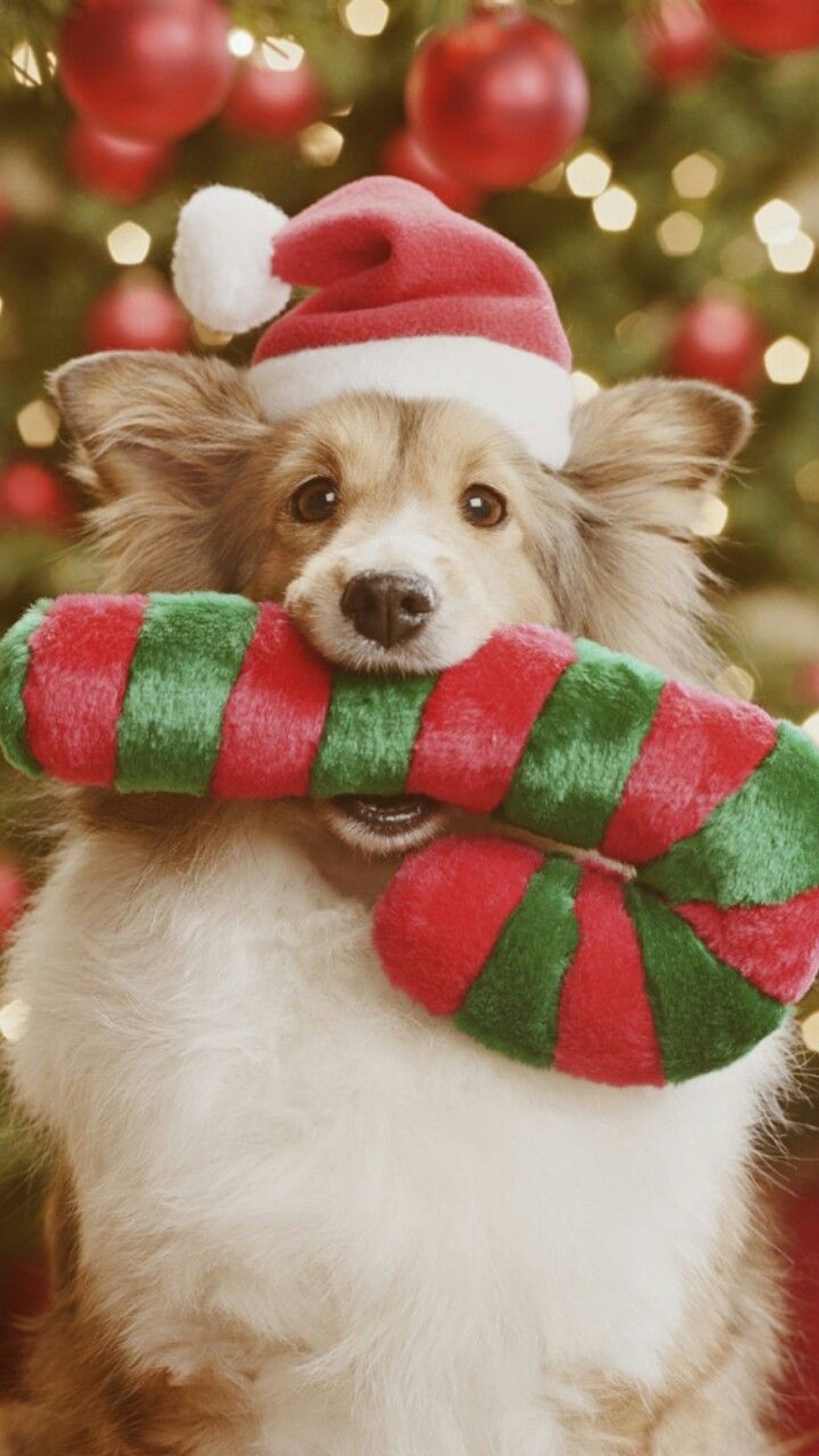 christmas, dog Download Wallpaper