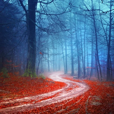 automne, couleurs, forêt, paysage, nature