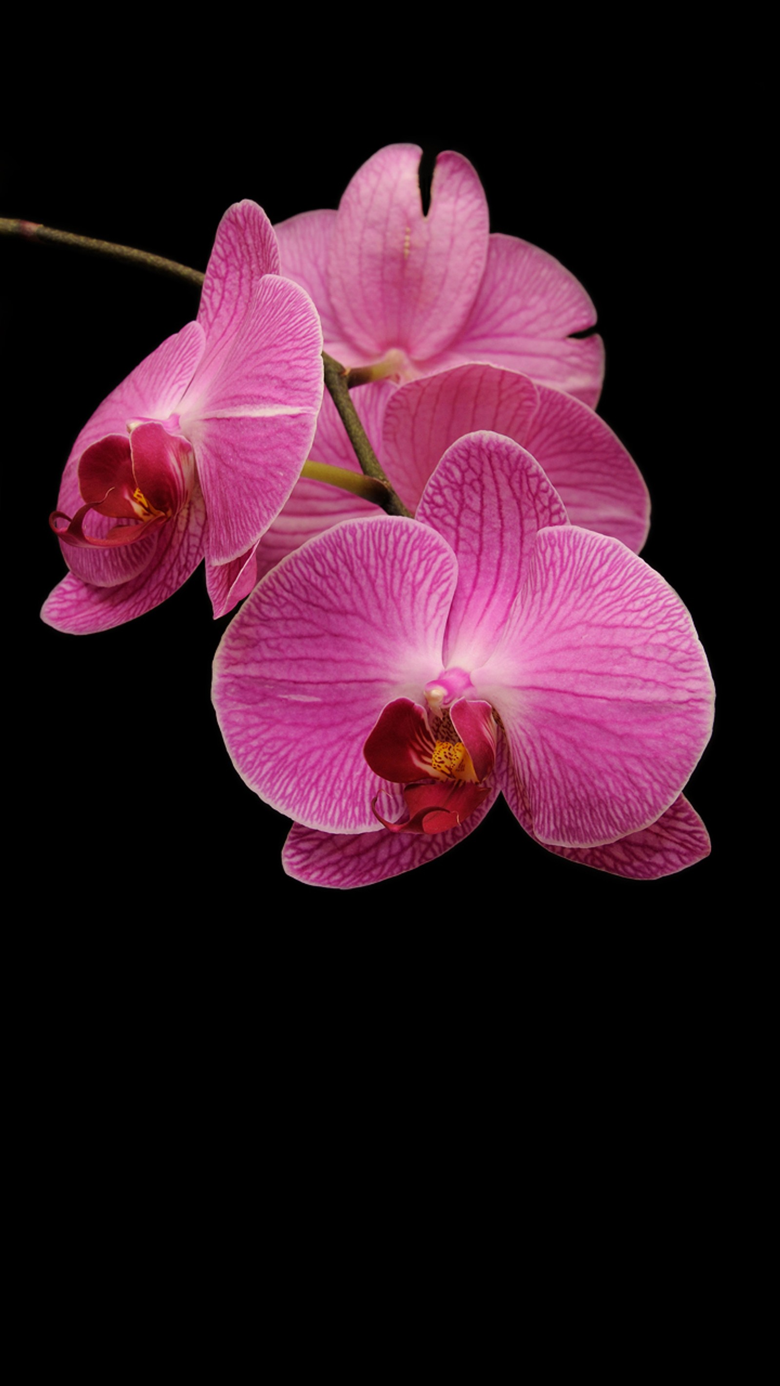 Há uma flor rosa em um caule na escuridão (flor, orquídea, planta)