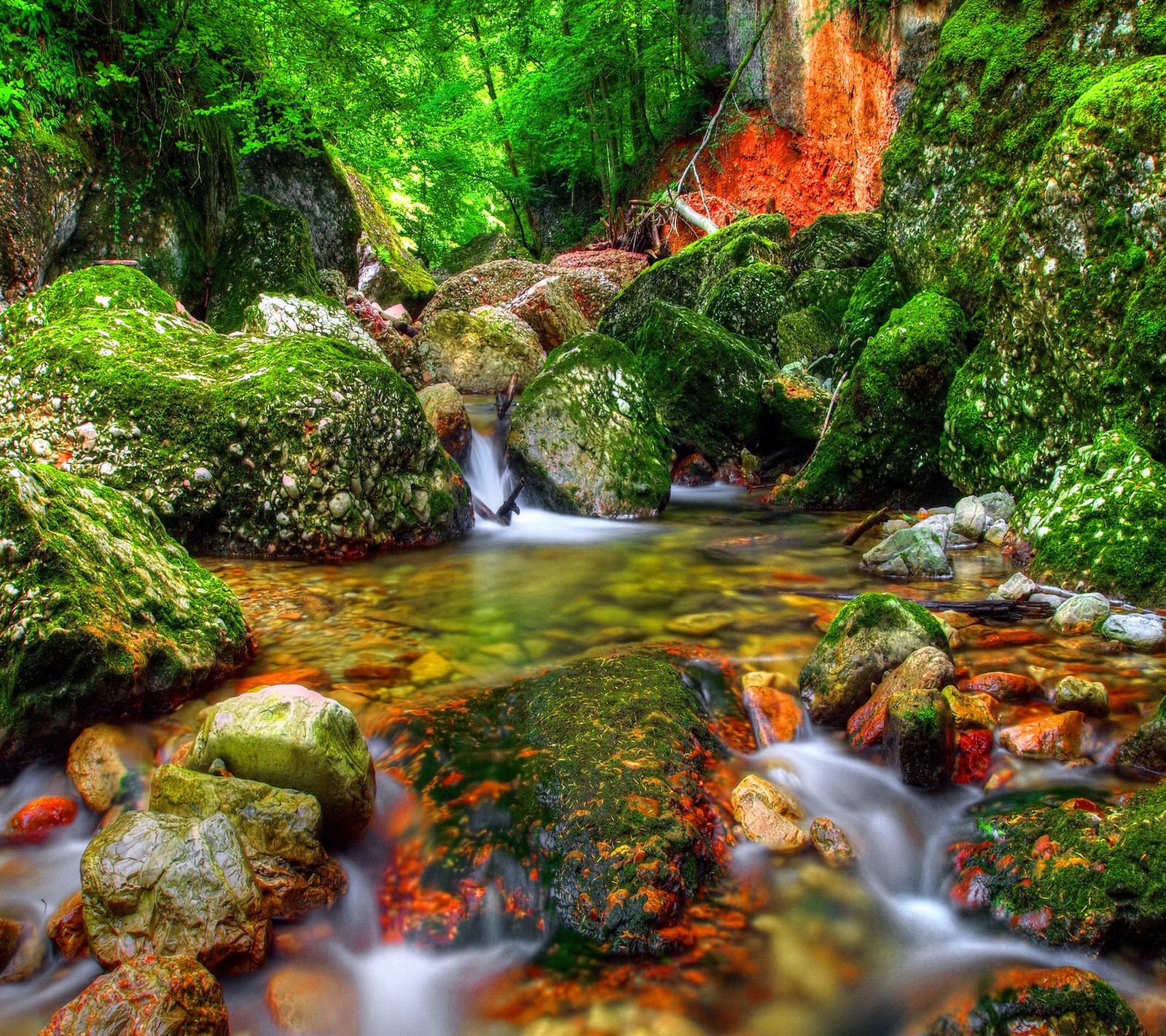 Um close em um riacho passando por uma floresta verde exuberante (outono, floresta, riacho, água)