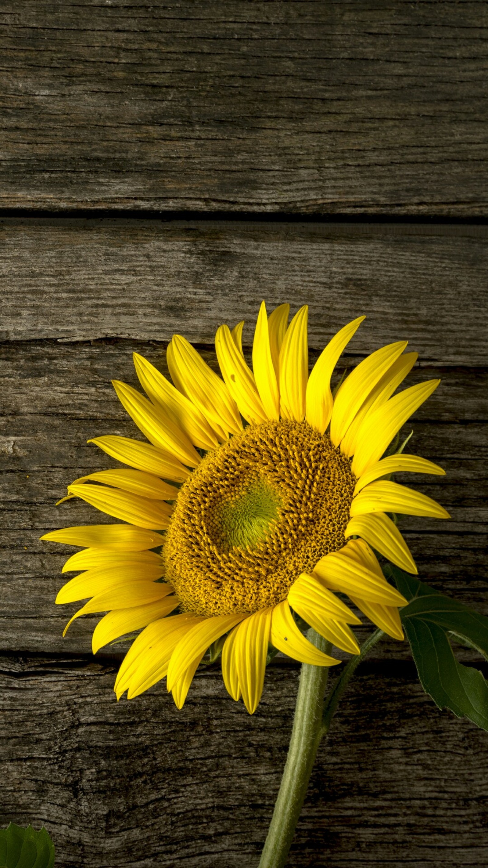 Hay un girasol que está sobre una mesa de madera (girasol)