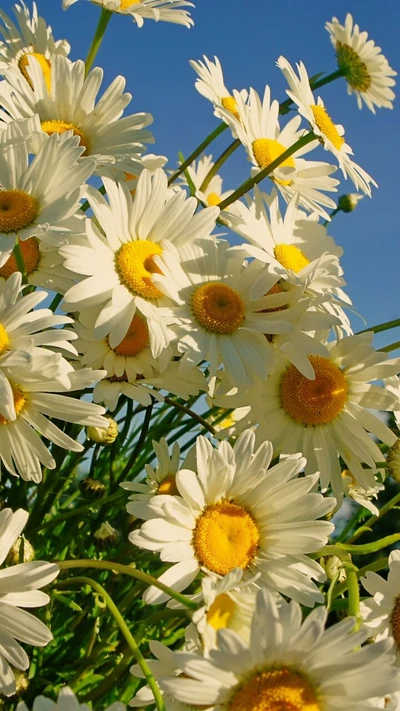 Radiant Daisies Under a Clear Blue Sky - 2016