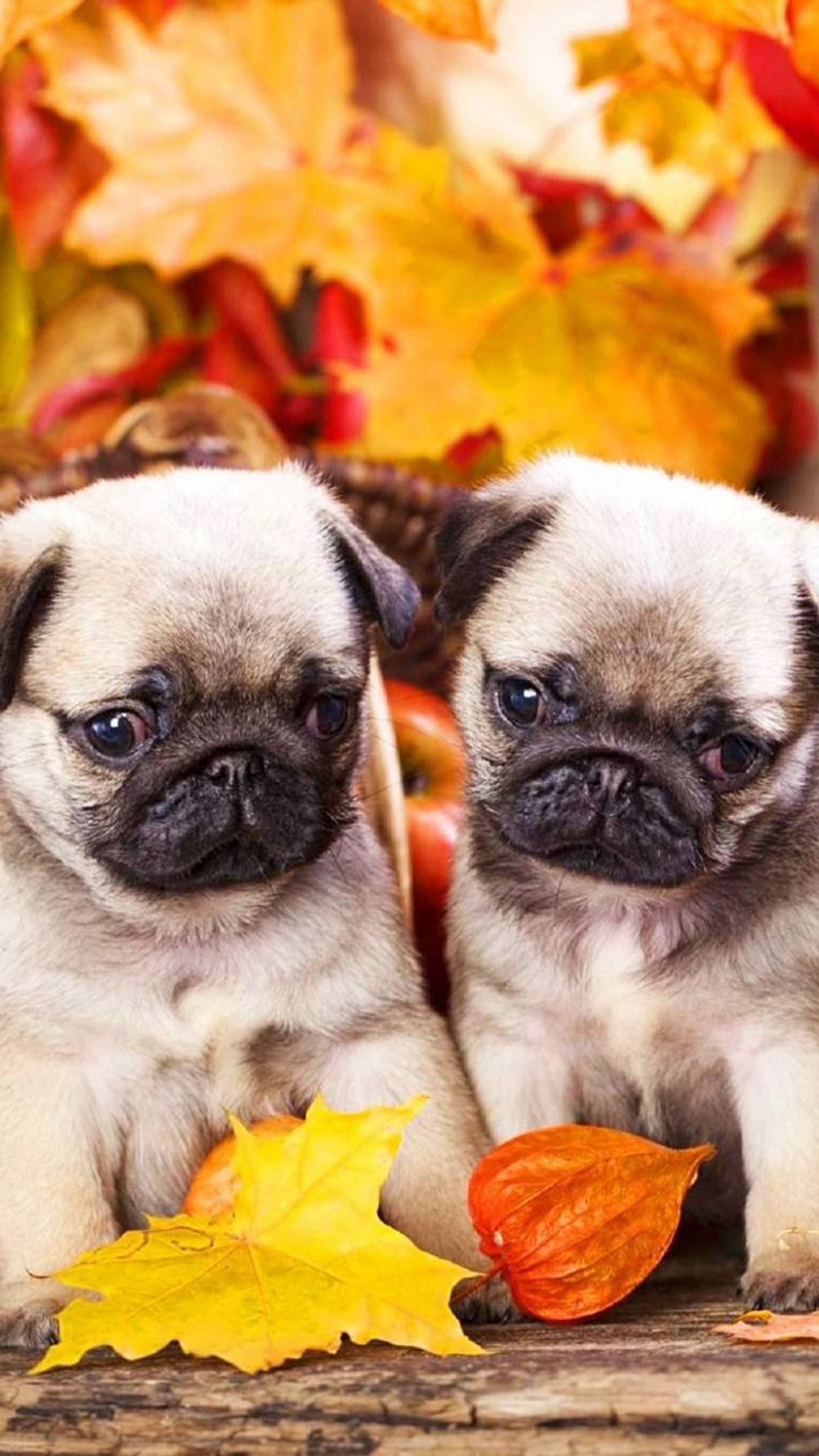 Two small pug dogs sitting on a wooden table with autumn leaves (dogs, pug, puppies)