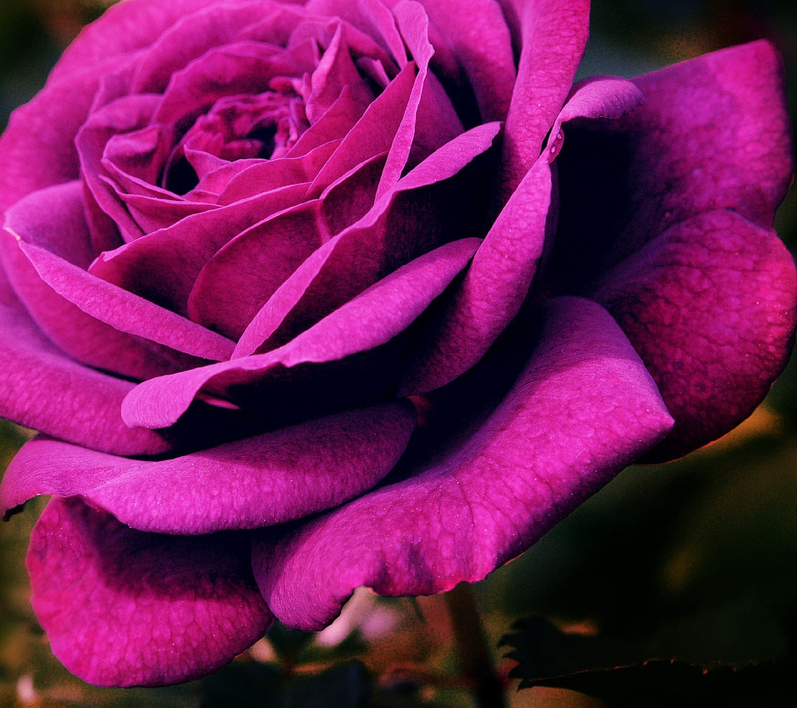 Purple rose with green leaves in the background (pink, rose)