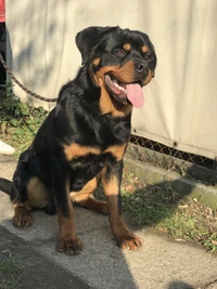 Glücklicher Rottweiler sitzt in der Sonne