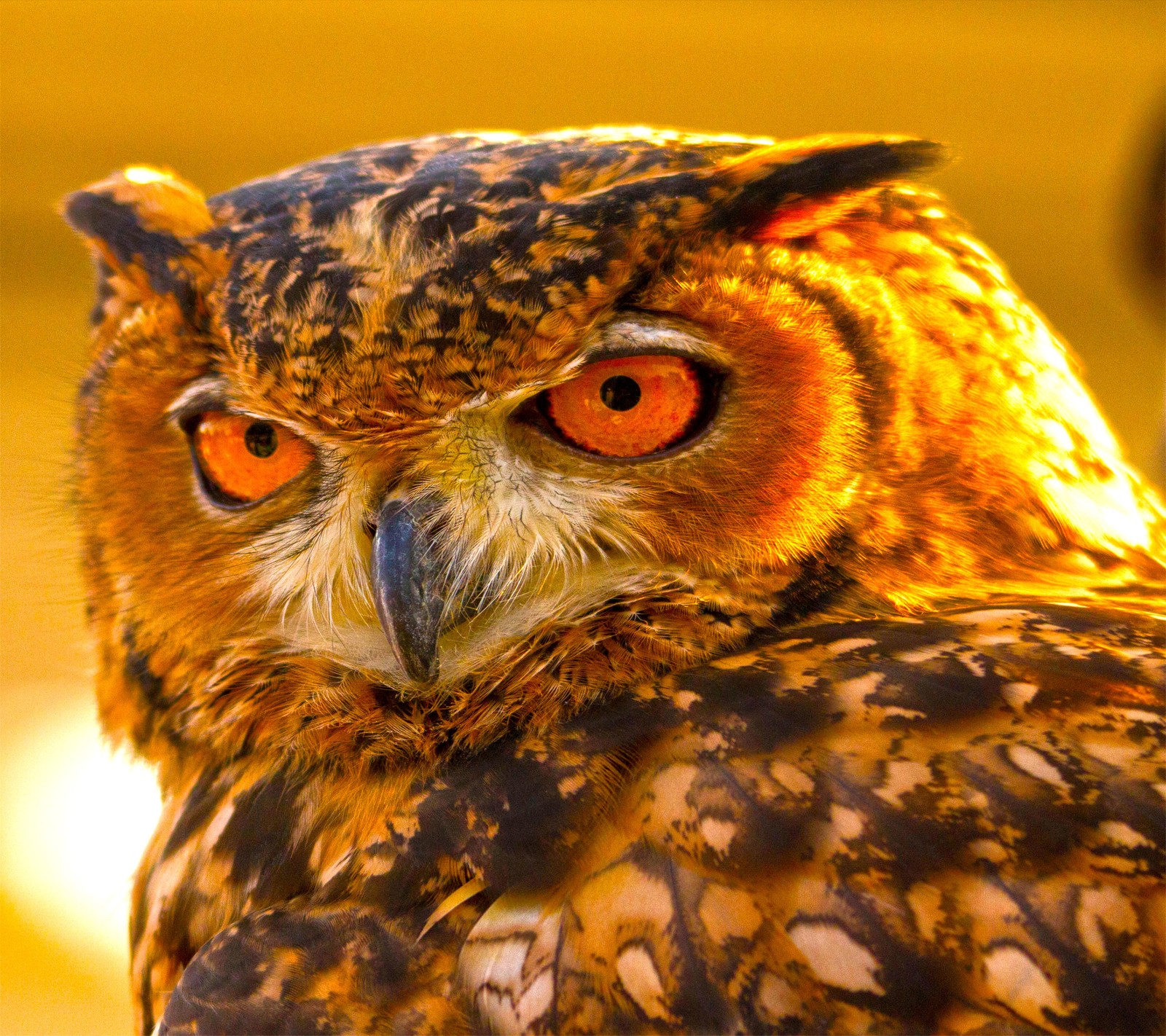 There is a close up of a owl with orange eyes (birds, owl)