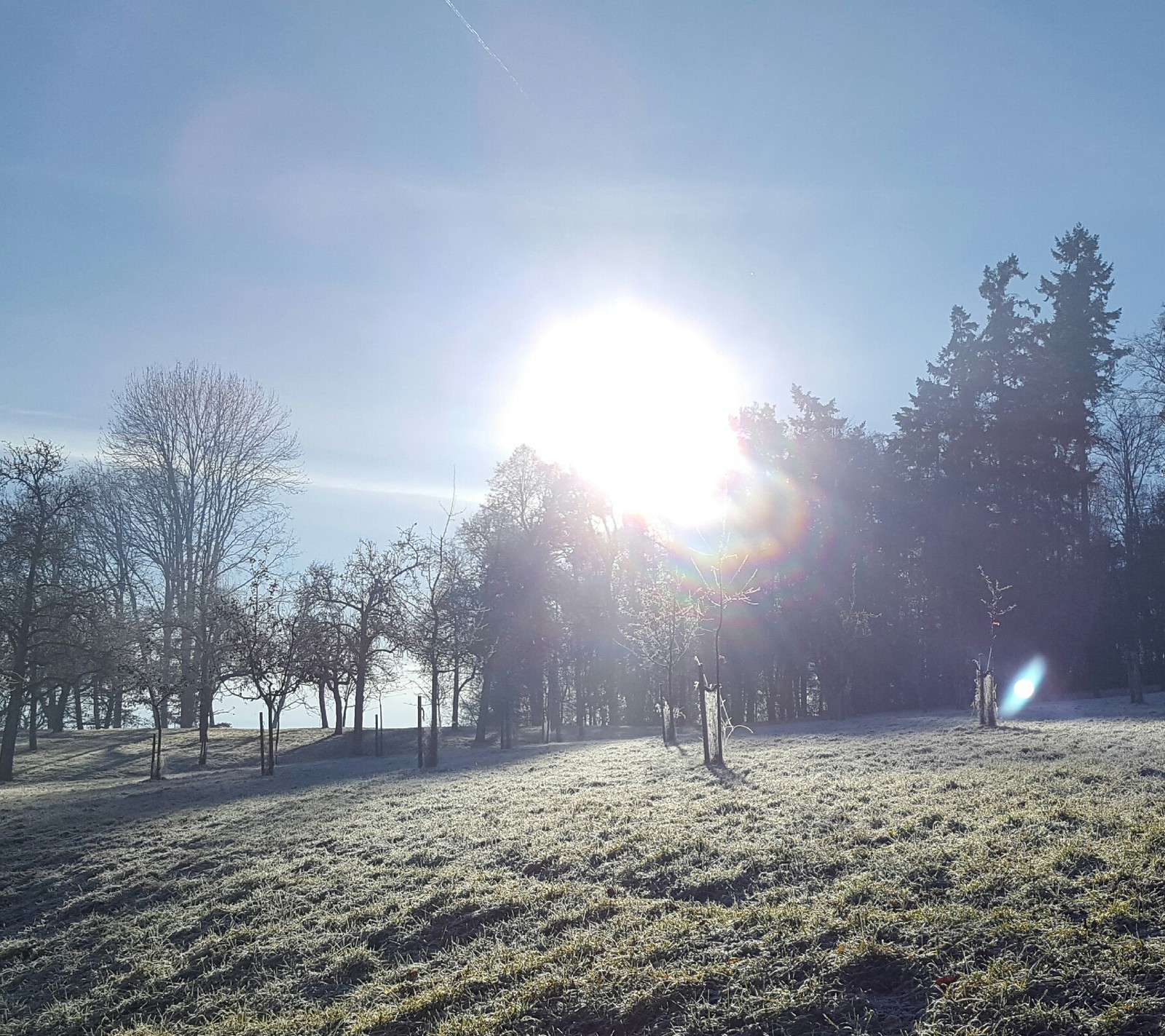 Araffes in a field with trees and a sun in the background (germany, snow, stuttgart, sunset)