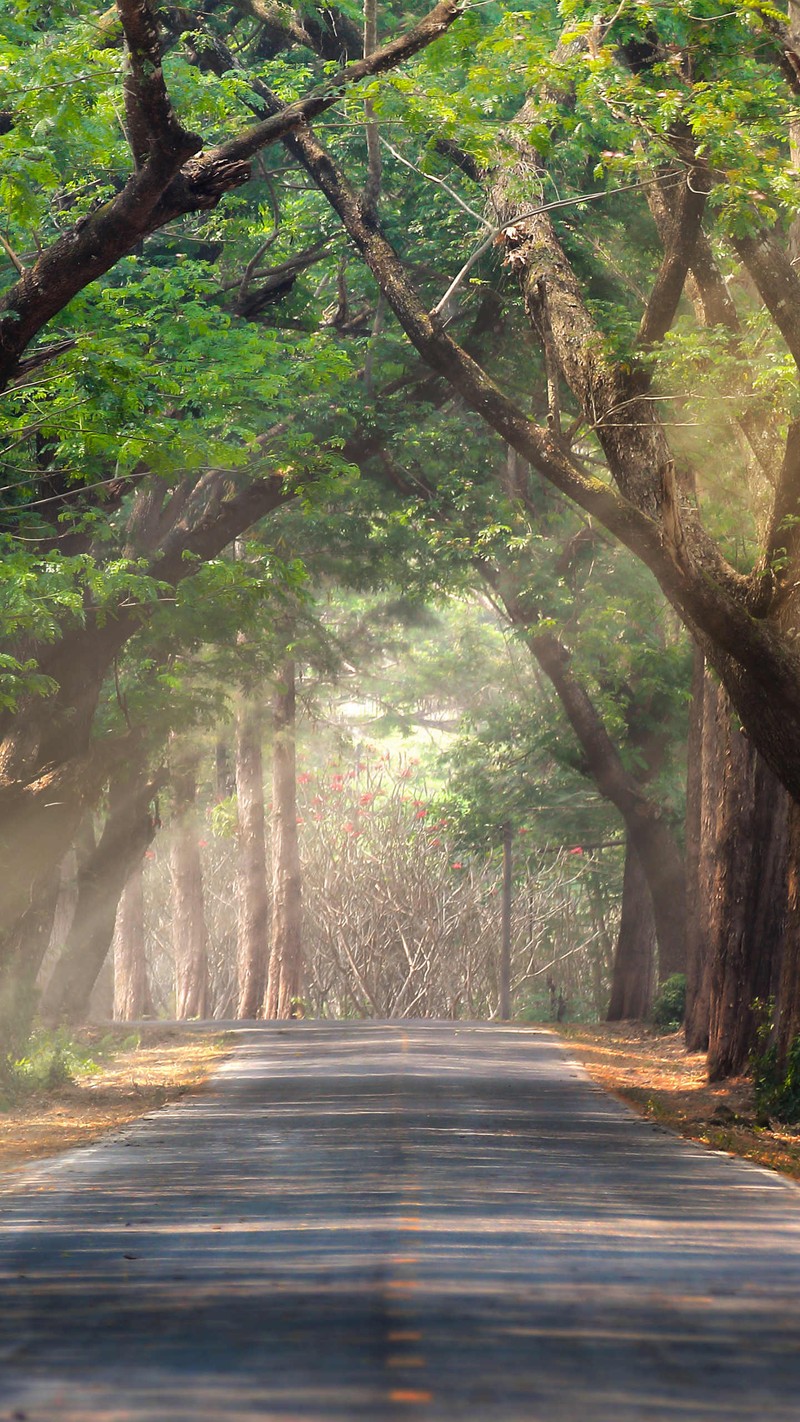 Árvores ao longo da estrada no meio de uma floresta com um banco (hd, natureza, papel de parede)