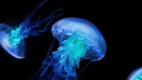 Medusas bioluminiscentes en una estética oscura