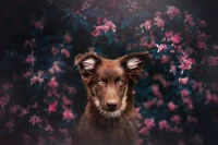 A brown border collie puppy with striking eyes poses against a backdrop of vibrant pink flowers.