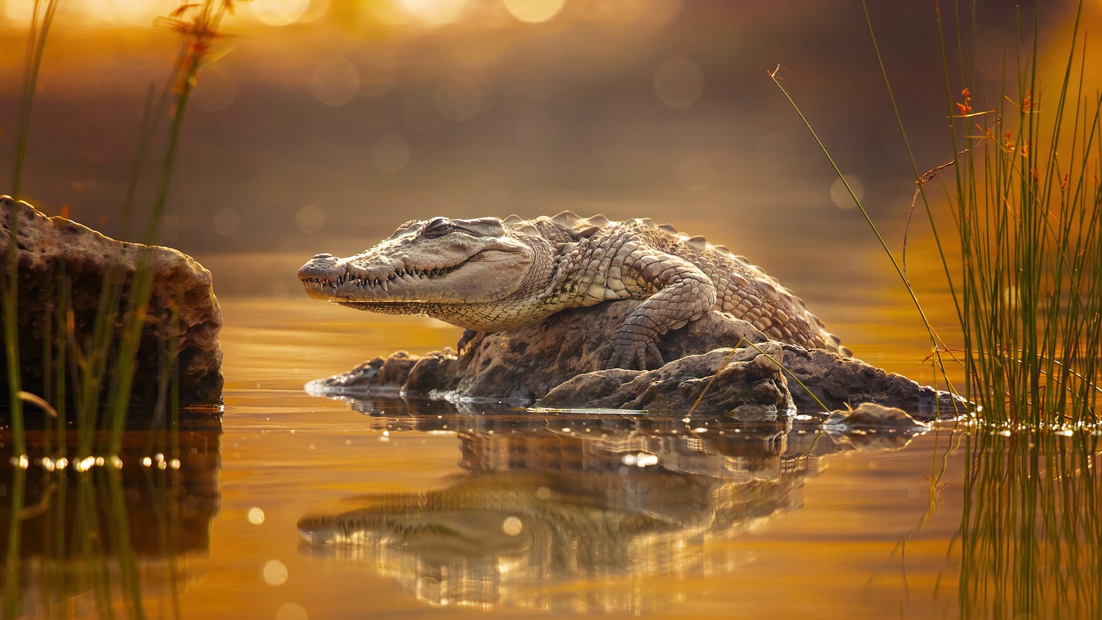 Un grand alligator assis dans l'eau (crocodile, reptile, animaux)