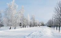 Ледяной зимний пейзаж с деревьями, покрытыми снегом, и дорогой