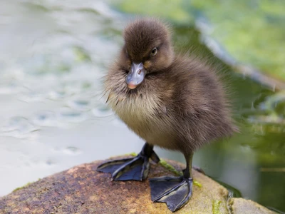 Fluffy Duckling on a Rock by the Water