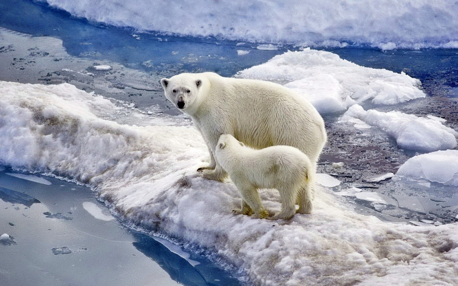 Скачать обои белый медведь, медведь, полярный ледяной покров, арктический, арктический океан