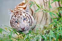 Majestic White Tiger Amidst Bamboo Leaves in a Zoo Setting