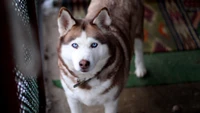 Husky siberiano com olhos azuis marcantes e um pelo fofinho, em pé sobre uma superfície estampada.