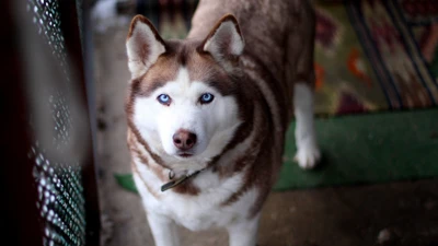 Husky siberiano con llamativos ojos azules y un pelaje esponjoso, de pie sobre una superficie estampada.