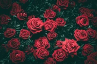 Rosas híbridas vermelhas vibrantes em um fundo de vegetação exuberante