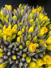 Lebendige gelbe Wildblumen in Blüte