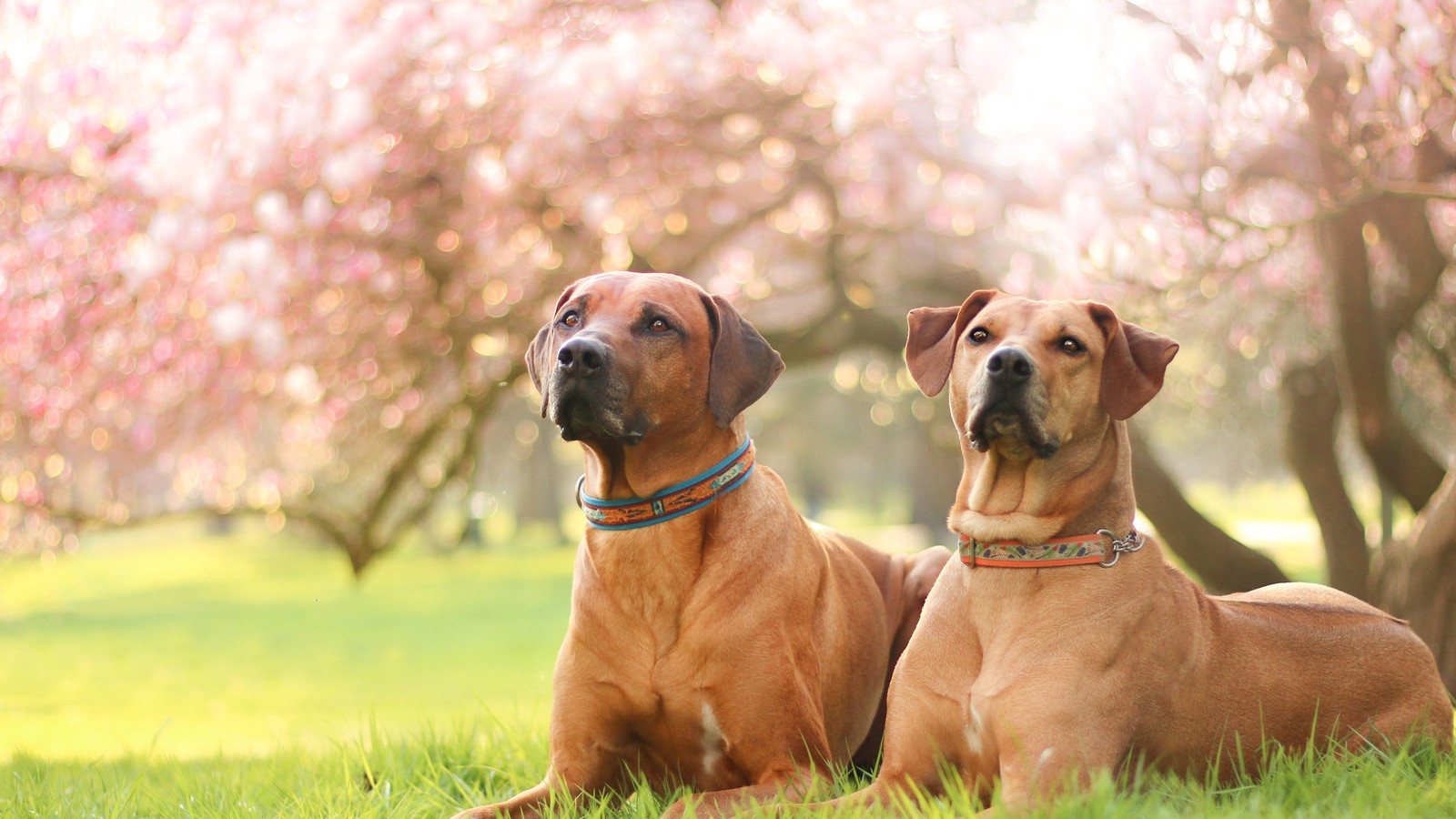 Zwei hunde liegen im gras unter einem baum mit rosa blumen (rhodesian ridgeback, deutscher schäferhund, cane corso, hunderasse, welpe)