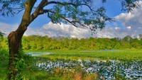 Serene Reflection of a Lush Wetland Ecosystem