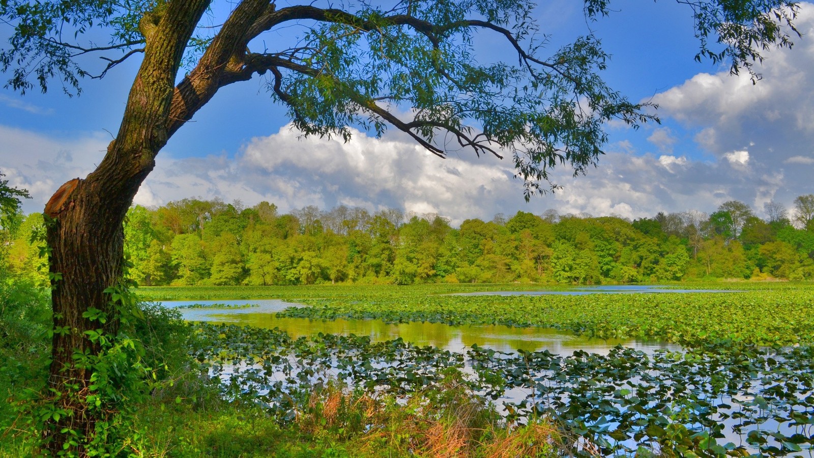 Uma vista de um lago com uma árvore e muita água (natureza, árvore, reserva natural, vegetação, reflexo)