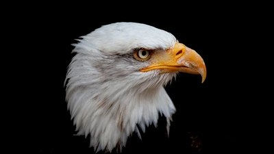 Portrait majestueux d'aigle à tête blanche sur fond noir