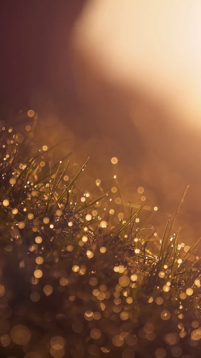 Golden Amber Dewdrops on Grassy Horizon