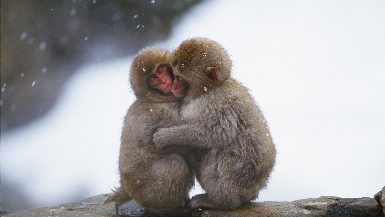 Deux singes sont assis sur une roche dans la neige. (primate, faune, museau, mammifère, peau)