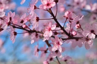 Branche de cerisier rose en pleine floraison