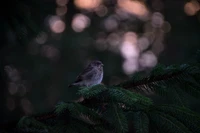 Einsamer Vogel, der auf einem Ast in der Dämmerung sitzt