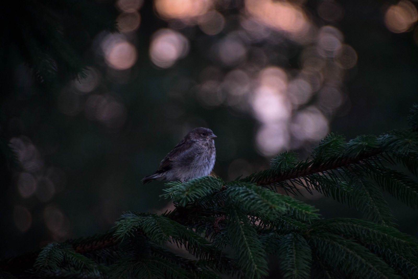 Hay un pequeño pájaro posado en una rama de un árbol (oscuridad, pico, verde, ave, ramo)