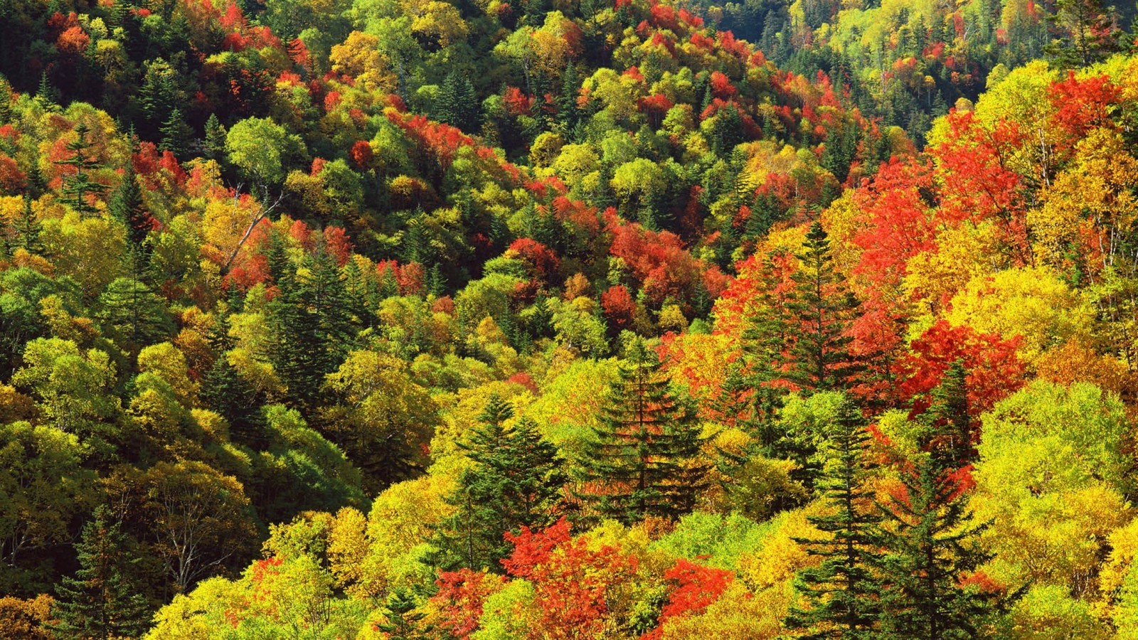 A view of a forest with many different colored trees (autumn, forest, autumn leaf color, tree, vegetation)