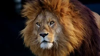 Majestic Masai Lion with Intense Gaze and Lush Mane