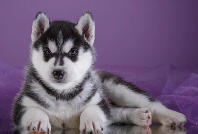 sibirischer husky, welpe, kätzchen, husky, hund