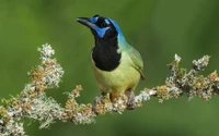 Colorful Jay Perched on Lichen-Covered Branch Amidst Lush Flora