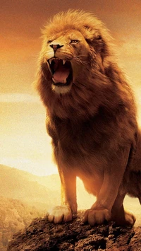 hd, lion, nature, roar, sunset