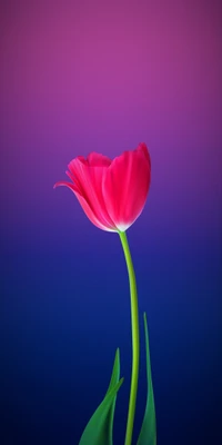 blume, tulpe, hd, abej, beograd