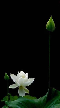 black, bloom, flower, green, leaf wallpaper