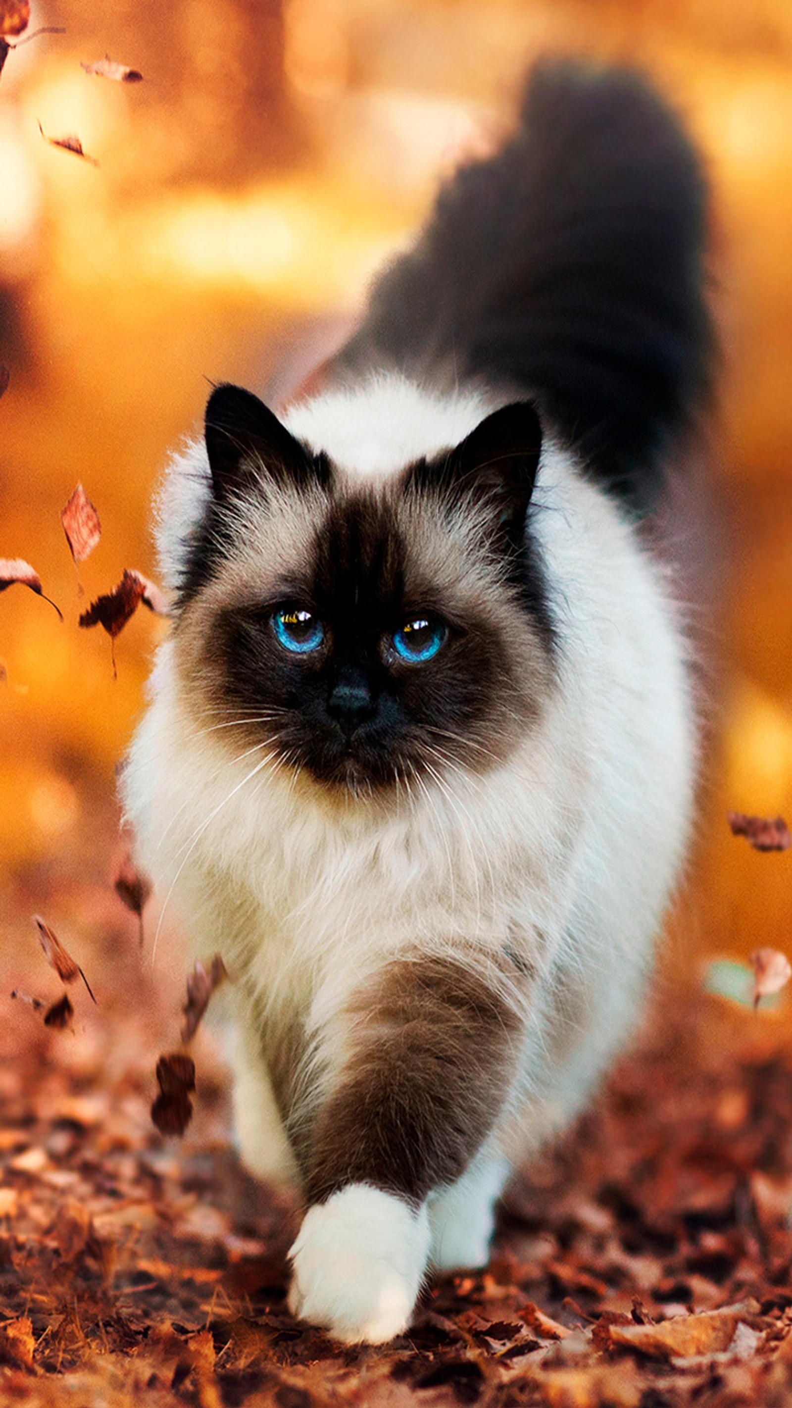 Araffe cat walking through leaves in a forest with blue eyes (animadas, gato)